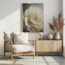 Art Prints of Peonyinsoftlight