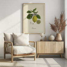 Art Prints of Lemon