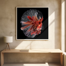 Art Prints of Betta Fish