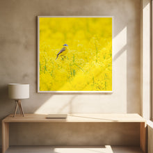 Art Prints of Yellow wagtail