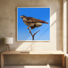 Canvas Art Print Hawk