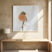 Canvas Art Print Common chaffinch in winter.