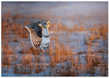 Art Prints of Short-eared Owl