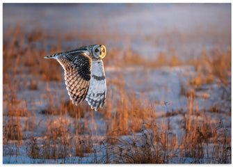 Art Prints of Short-eared Owl