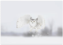 Art Prints of Snowy Owl taking flight