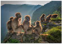 Art Prints of Geladas on the edge