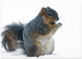 Art Prints of Squirrel