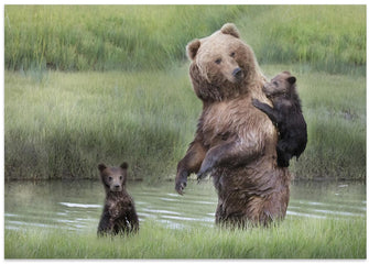 Art Prints of Momma Bear and Her Cubs