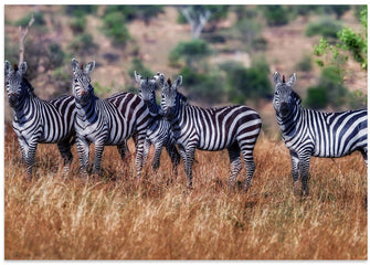 Art Prints of Zebras