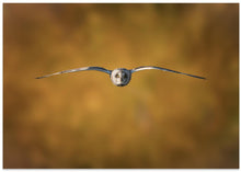 Art Prints of Short-Eared Owl