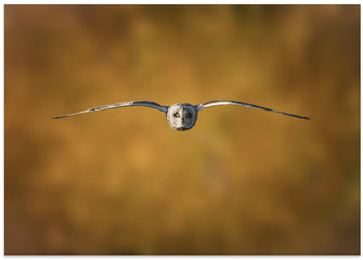 Art Prints of Short-Eared Owl