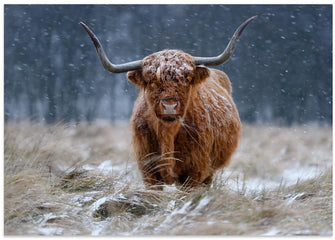 Art Prints of Snowy Highland cow