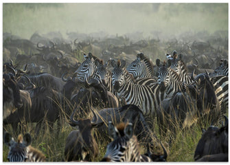 Art Prints of The Great migration