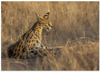 Art Prints of Serval