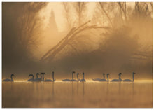 Art Prints of Swans community