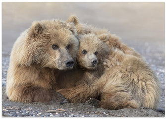 Art Prints of Momma Bear and Cub Aware