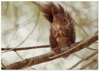 Art Prints of Spanish squirrel