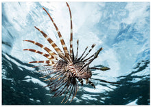 Art Prints of Lion fish