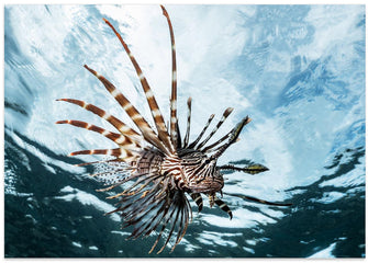 Art Prints of Lion fish