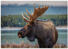 Art Prints of Moose