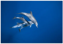 Art Prints of Bottlenose dolphin family