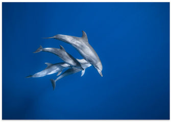 Art Prints of Bottlenose dolphin family