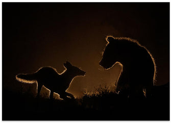 Art Prints of Encounter at night