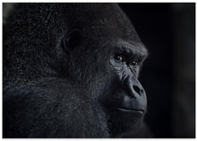 Art Prints of gorilla gaze