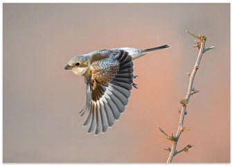 Art Prints of woodchat shrike