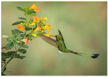 Art Prints of Booted Racket Tail Hummingbird