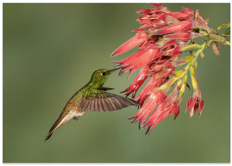 Art Prints of Buff-tailed Coronet - Hummingbird beauty