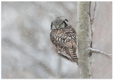 Art Prints of Northern Hawk Owl look back