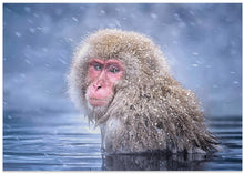 Art Prints of Snow Monkey