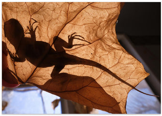 Art Prints of Lizard in Abandoned House