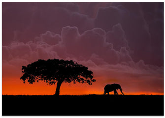 Art Prints of Elephant at sunset