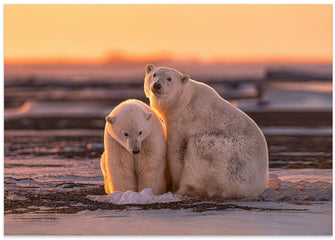 Art Prints of Polar bears at sunset