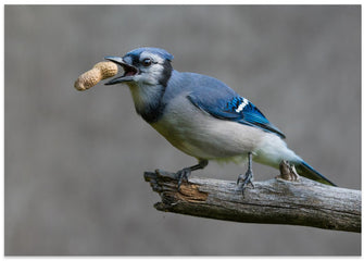 Art Prints of Blue jay's treat