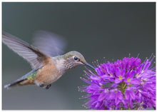 Art Prints of rufous hummingbird