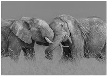 Art Prints of Elephant Flight