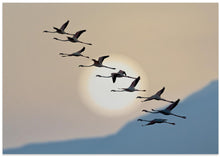 Art Prints of Flamingos at sunrise