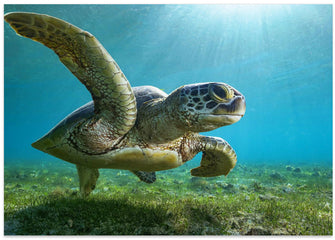 Art Prints of Green turtle