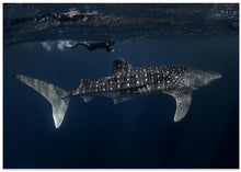 Art Prints of Whale Shark and Chaser