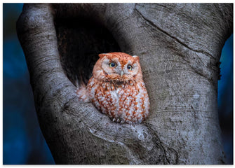 Art Prints of Eastern Screech Owl (Red Morph)