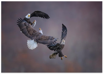 Art Prints of Eagle family