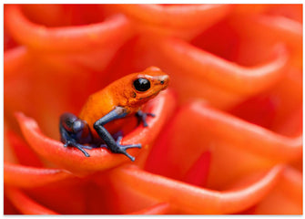 Art Prints of Strawberry poison-dart frog