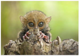 Art Prints of Baby Tarsier