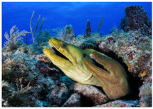 Art Prints of Moray eels