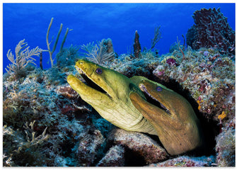 Art Prints of Moray eels