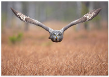 Art Prints of Great grey owl