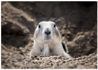 Art Prints of Prairie Dog